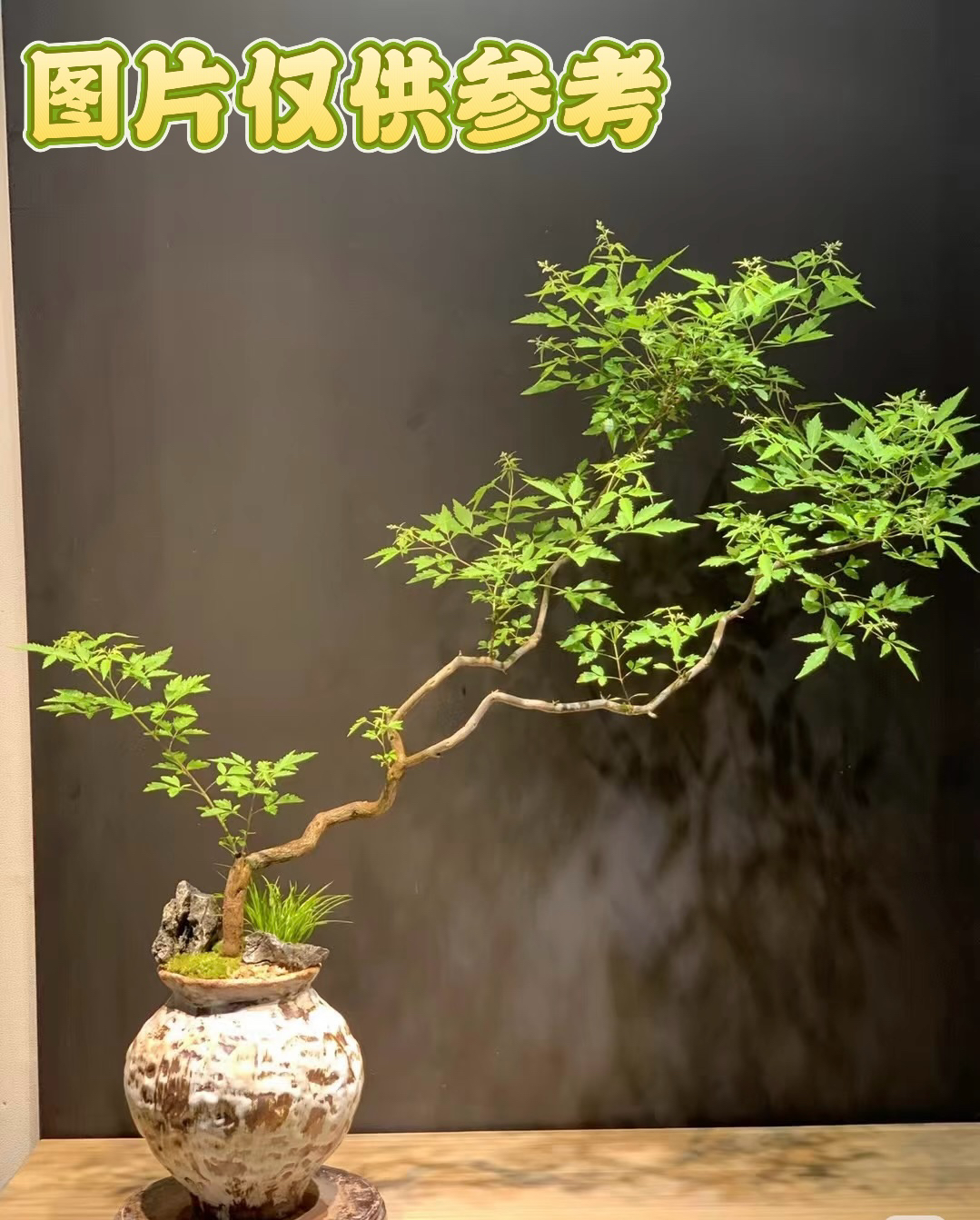 黄荆盆景素材 一物一拍 自助下单 随机发货 介意慎拍