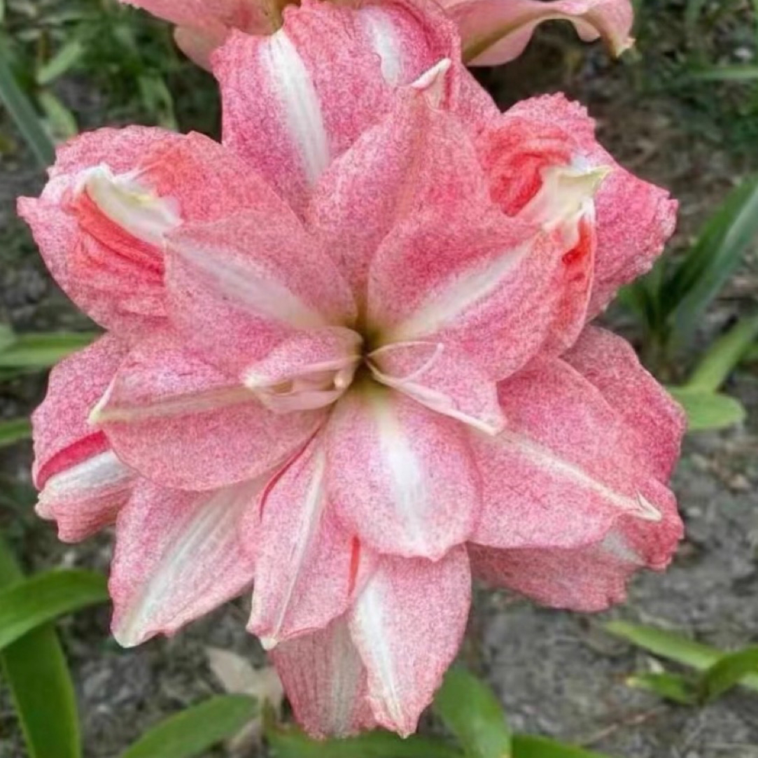 霓见星 帕露露朱顶红 有概率可以结种子，胭脂雪 重瓣朱顶红