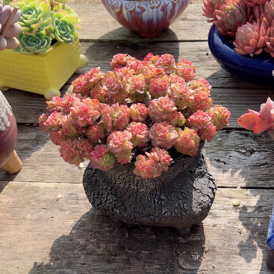 从*腊牡丹带盆多肉植物