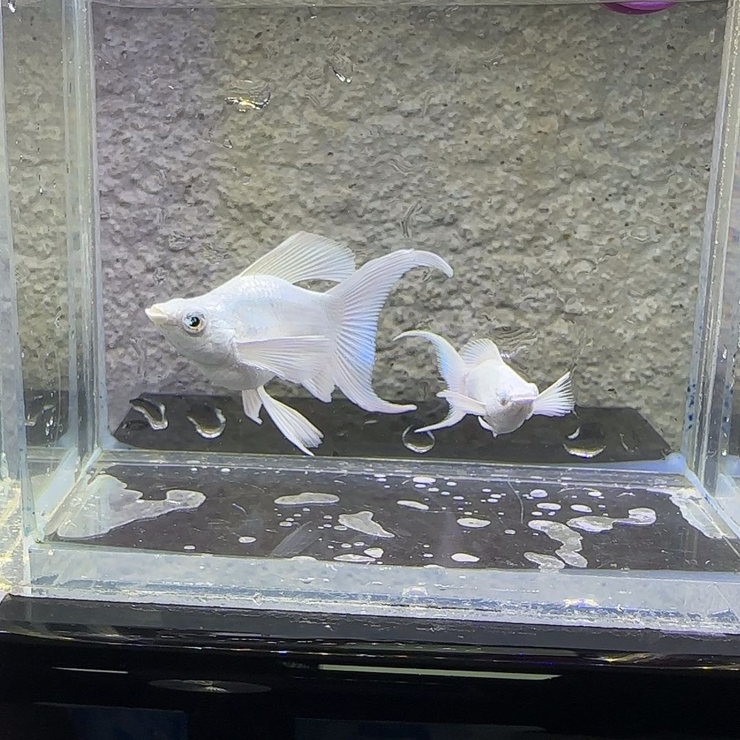 孔雀鱼瓷白钻眼。45号