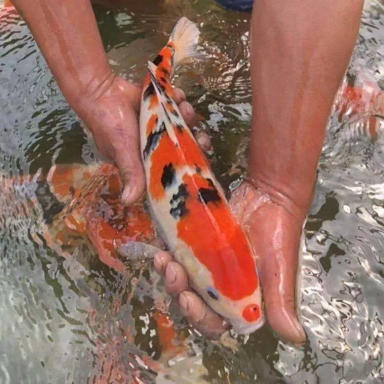 锦鲤观赏鱼红白三色冷水淡水好养耐活小型活体宠物包开箱活