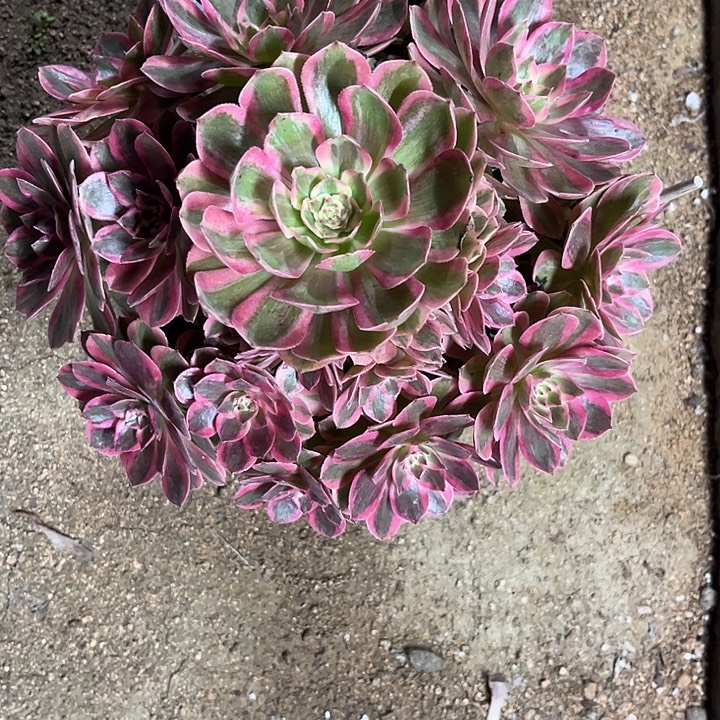 多肉植物云荷锦……