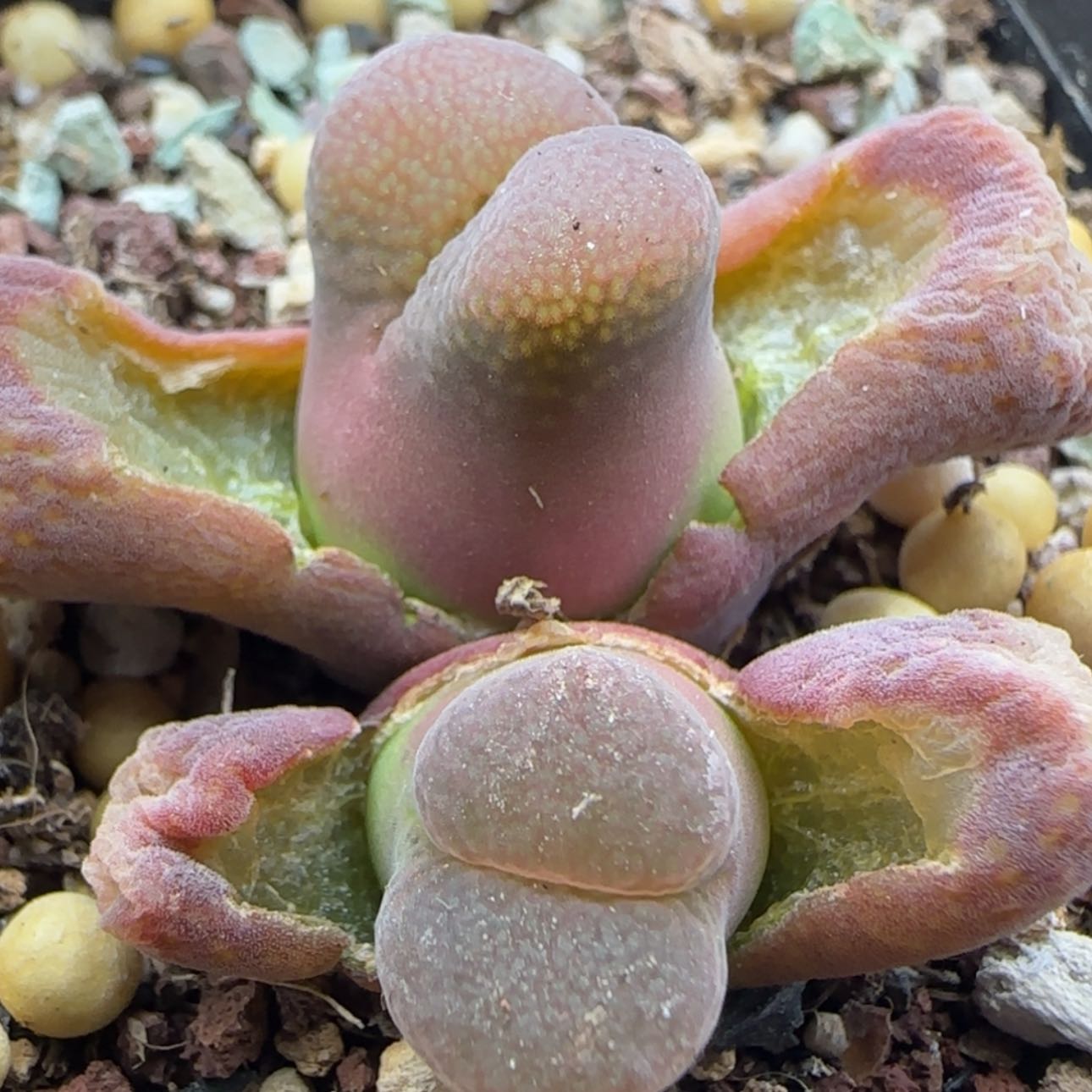 【闪购商品】21844