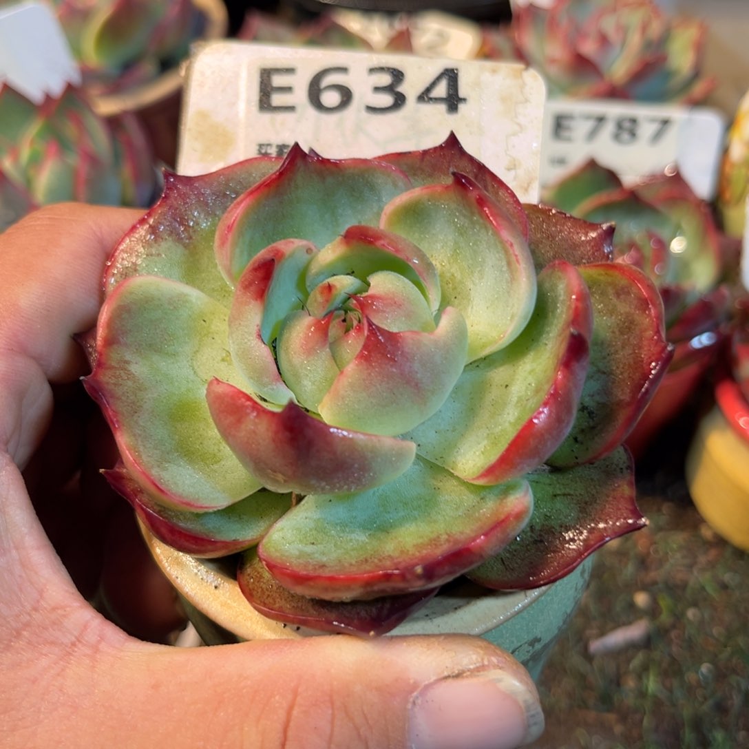 惊鸿一瞥634号多肉