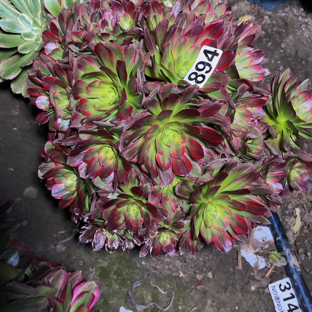 安娜法师13/10包邮法师