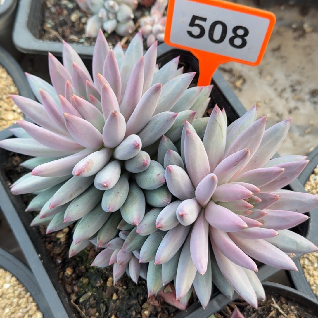 虞美人一物一拍508