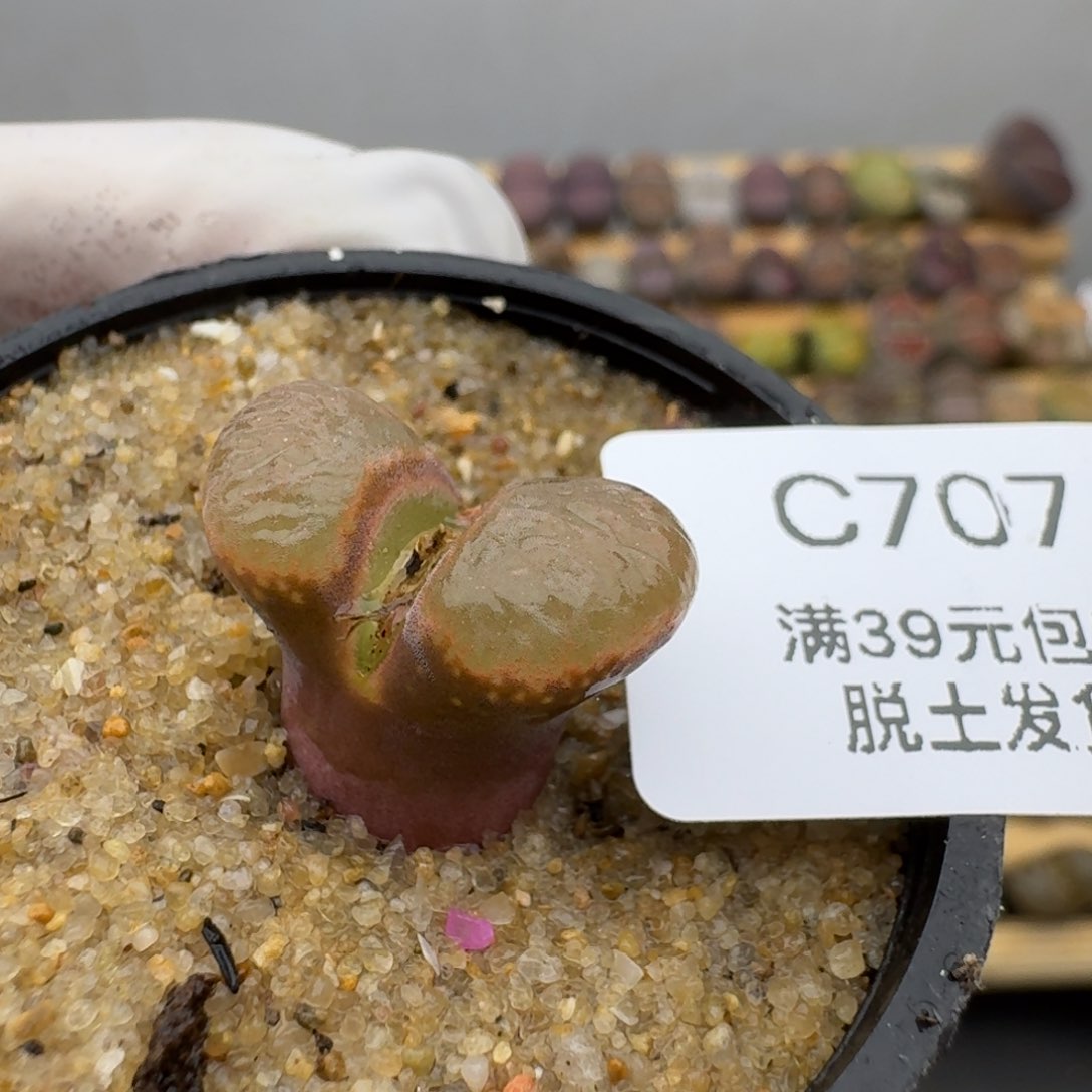 707哈哈哈哈哈哈哈哈多肉