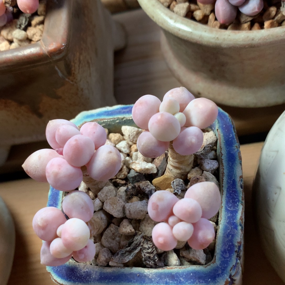 粉恋一物一拍 009