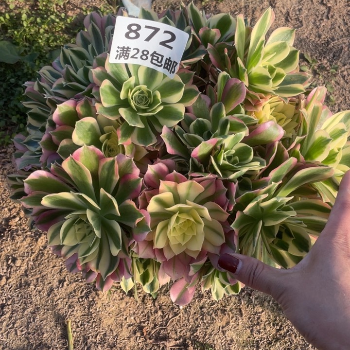 872二号棚粉钻多肉A