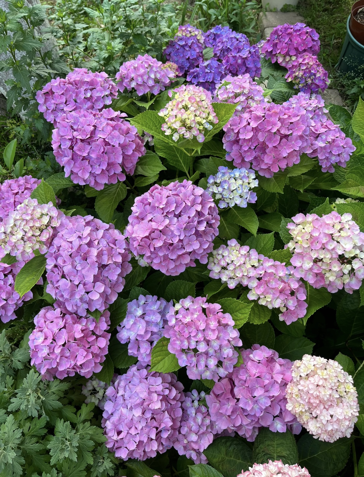 宇辰【大海粉绣球花】3加仑盆栽室内外花卉基地直发 带花带苞发货