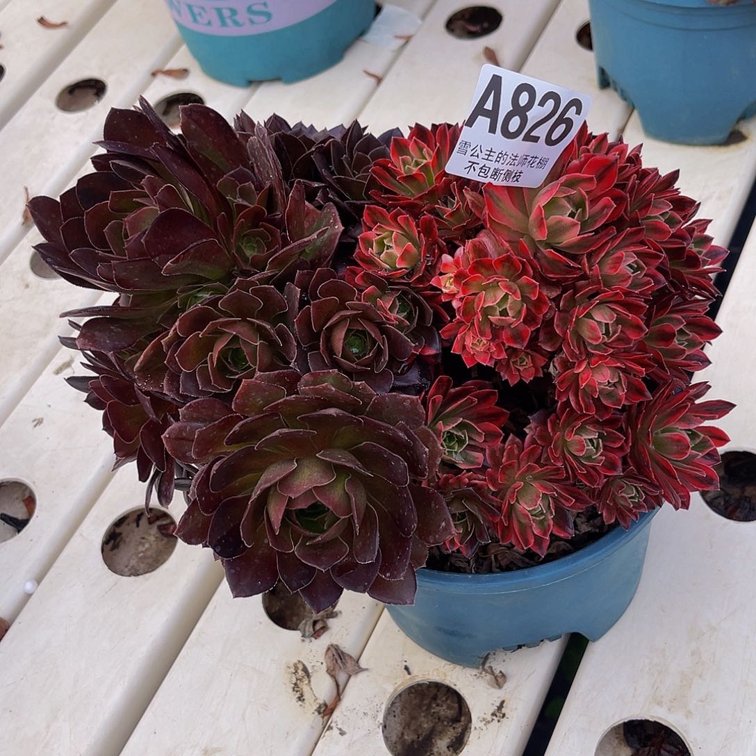 法师法师3-3包邮法师