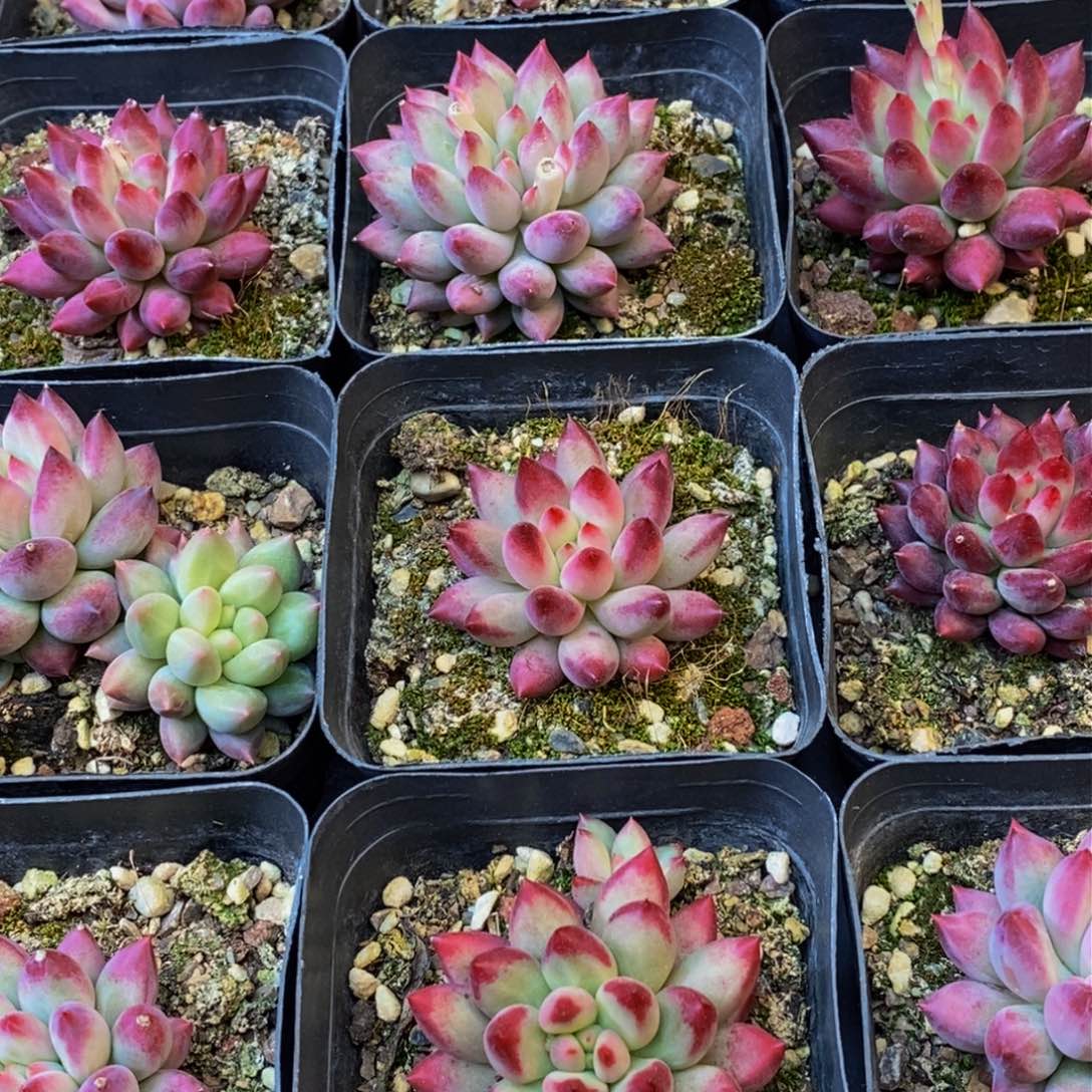 274的人在一起的时候4颗