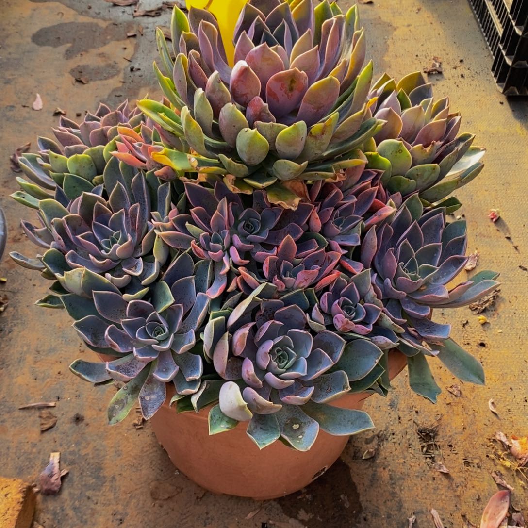 拽***姐紫气东来323。         