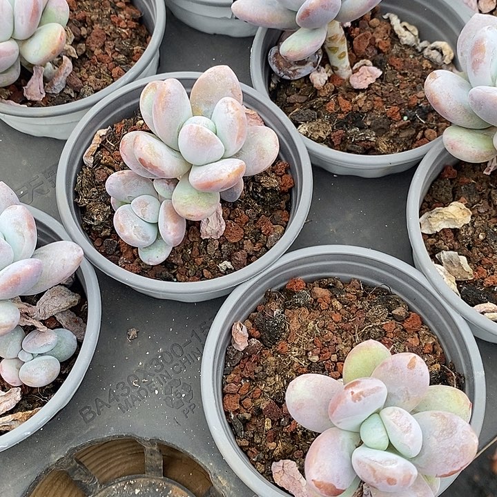 雪美人，福利多多哦