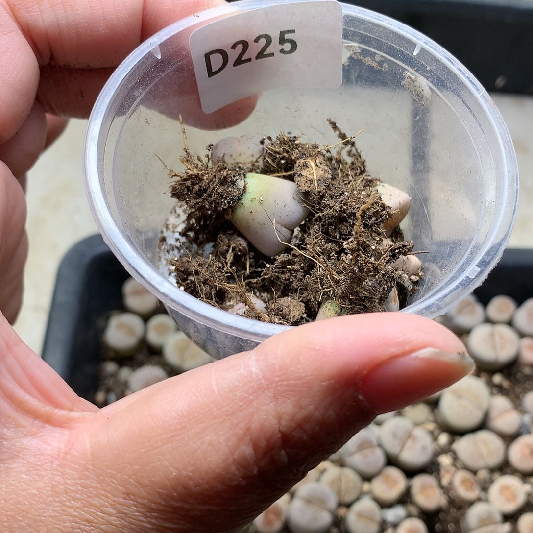 雾**花D225多肉植物保护