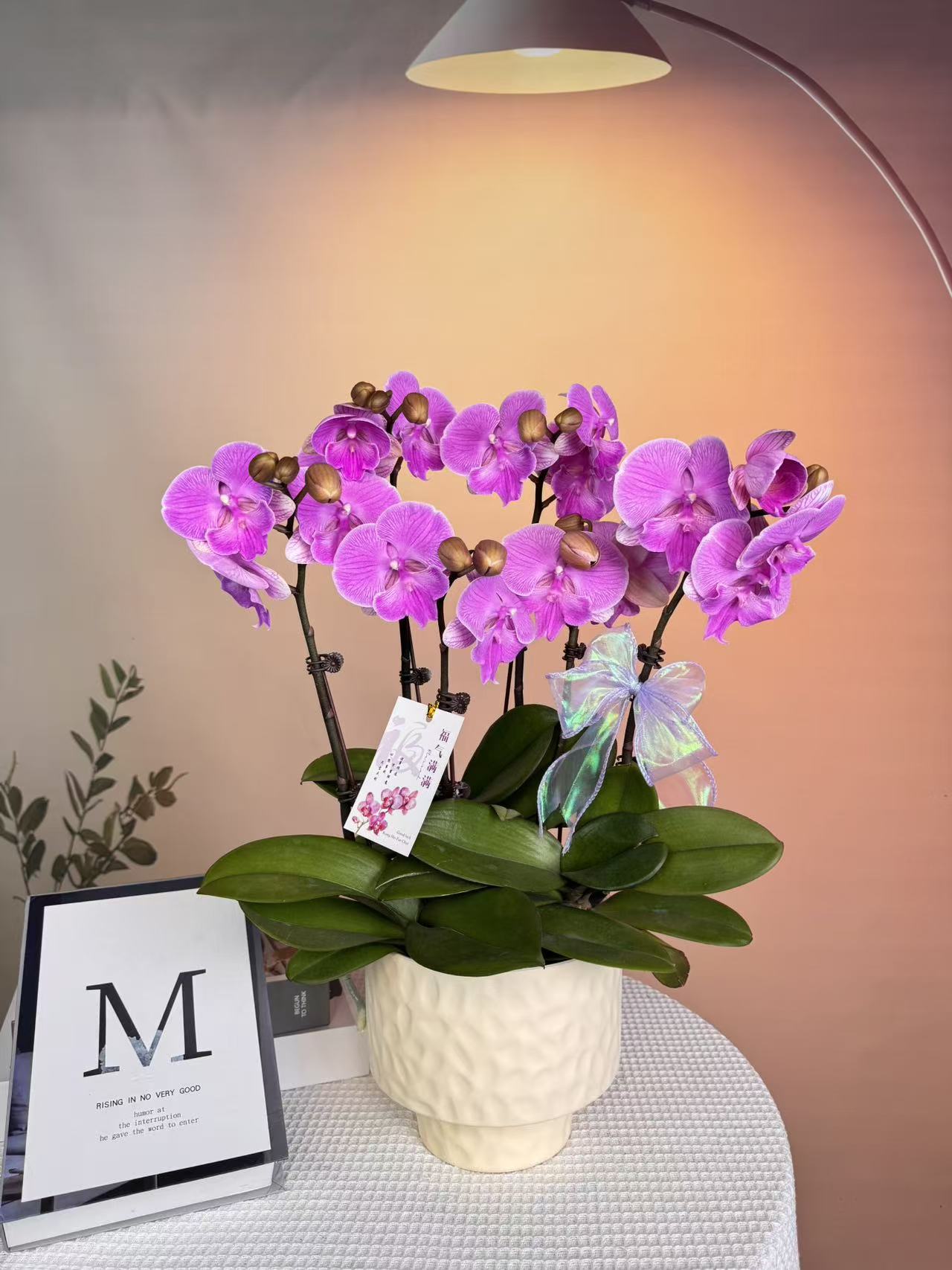 蝴蝶兰《曼塔》花型酷似蝴蝶花色艳丽且花期长室内盆栽送人送礼首选