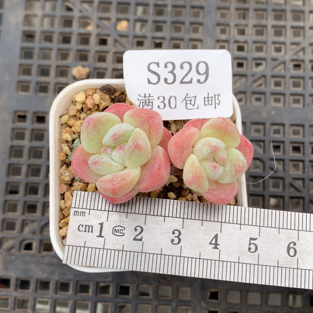 329小树冰玉冠服4.5