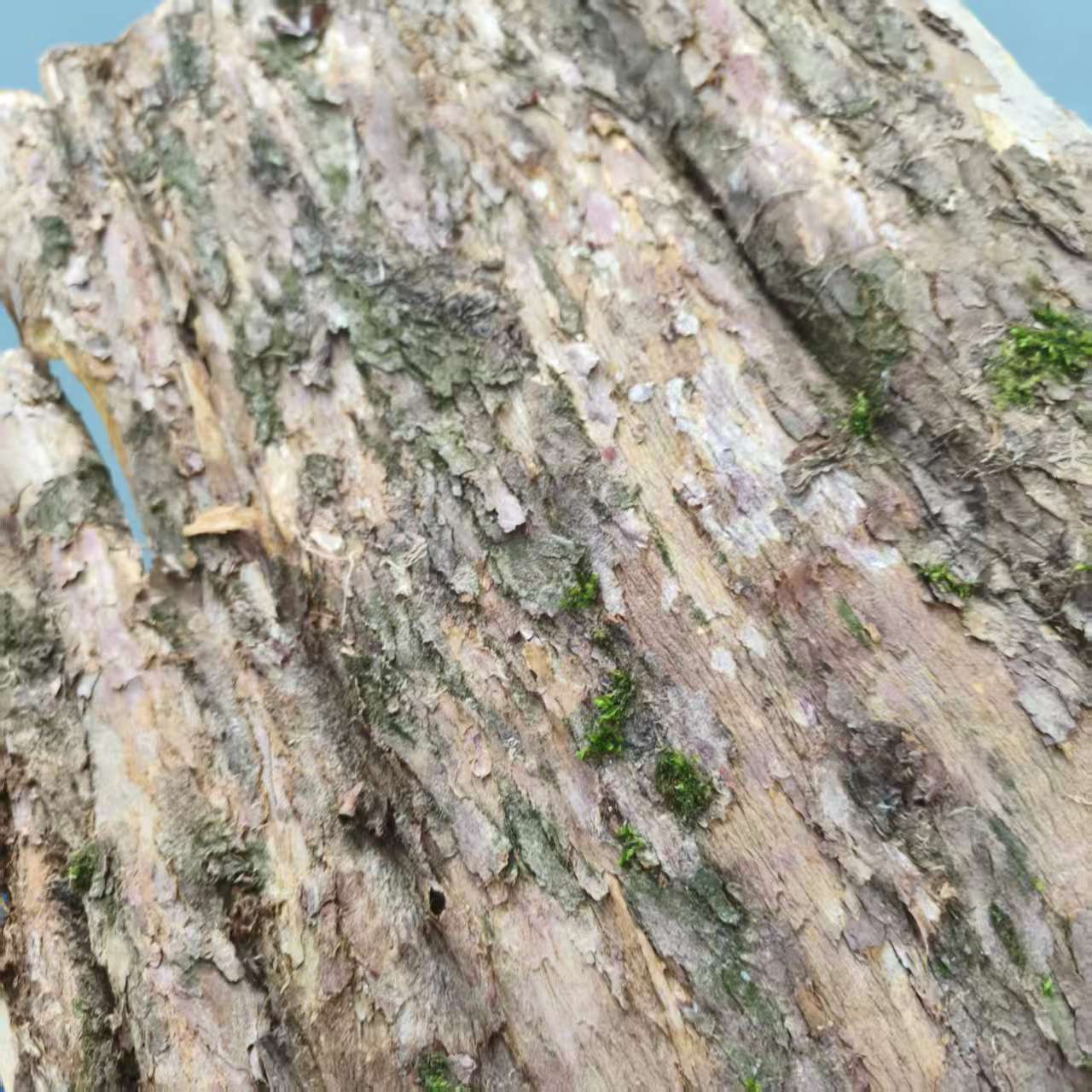 红豆杉树皮【袁大娃推荐】