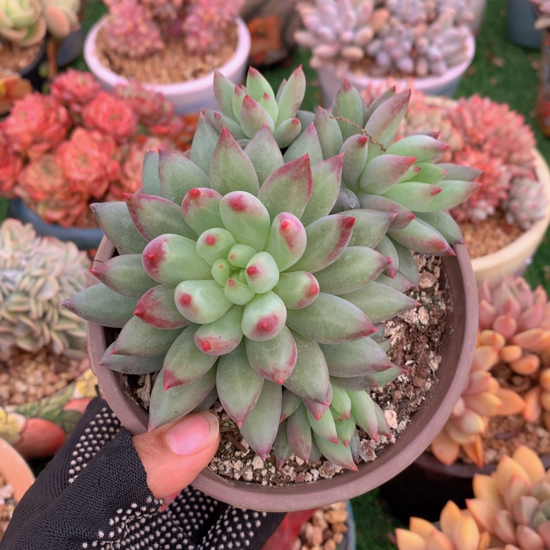 氢****发氢氧0米抢一物一拍