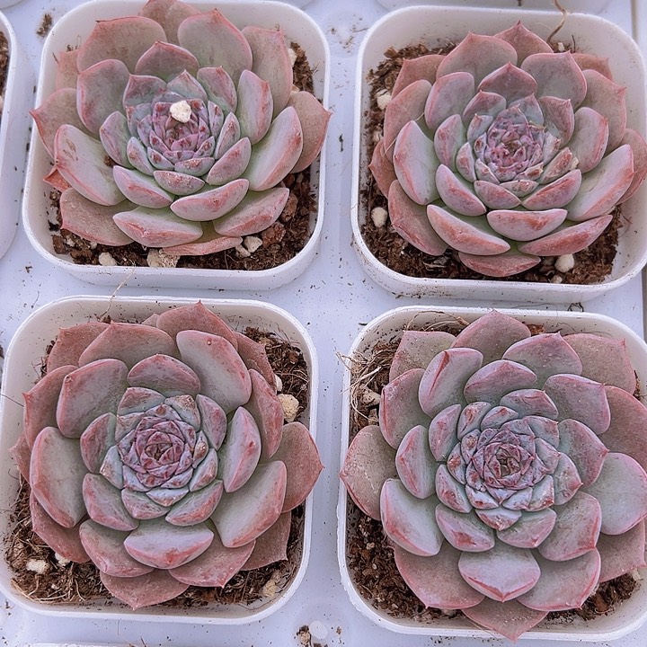 恩宠带盆19包邮多肉