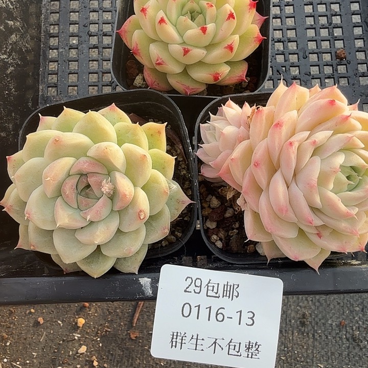 0116-13 麦秆优选三颗