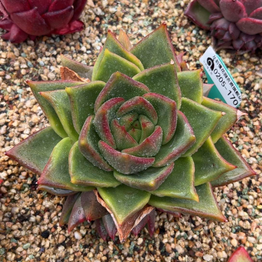 多肉一物一拍0205-170