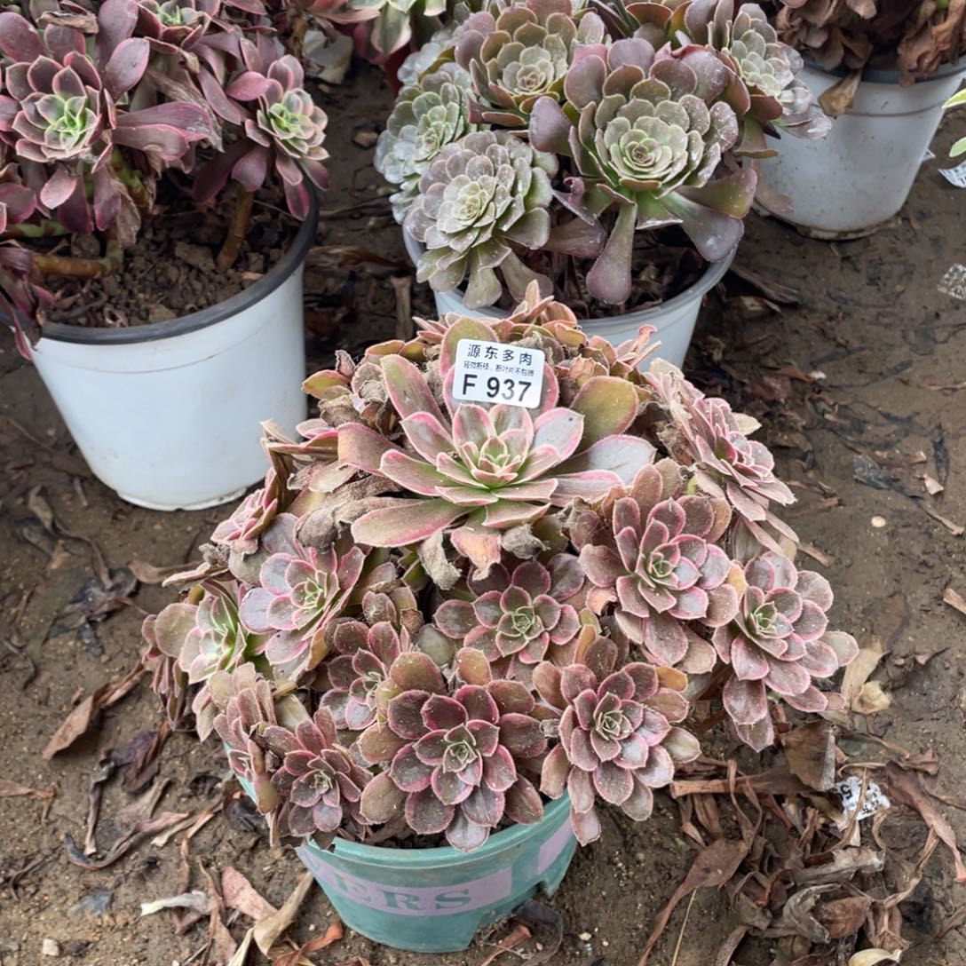 937赤焰多肉法师断枝不包