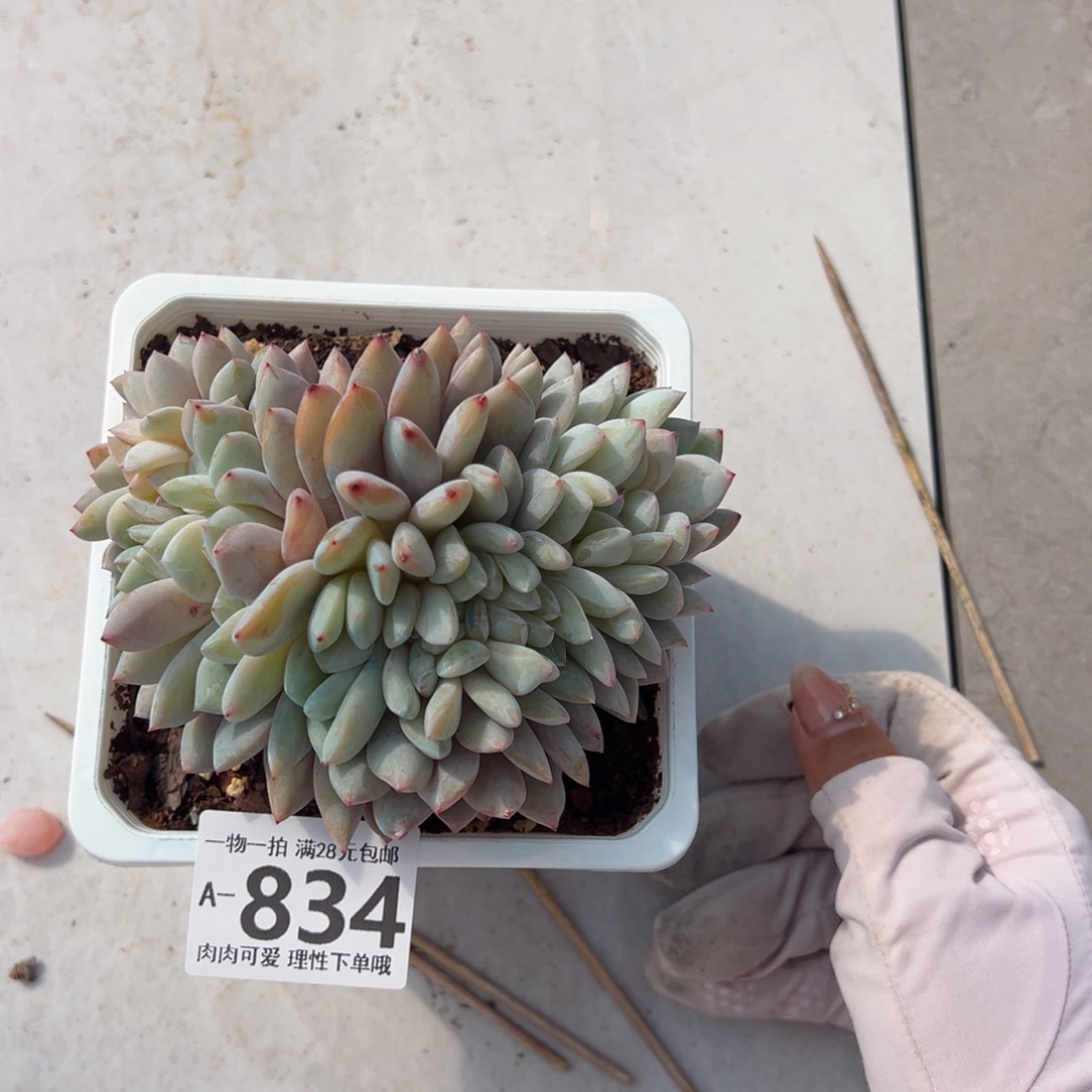 橙梦露缀化多肉单头多肉