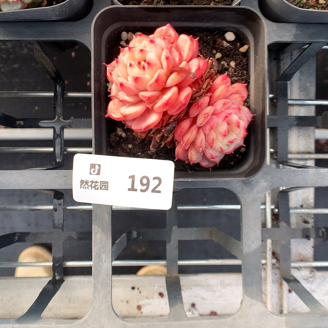 192白胖多肉植物666