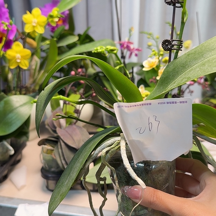 海***娃大部分开放少量花苞263