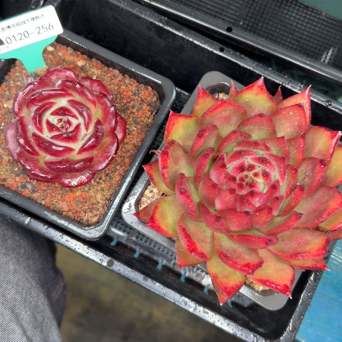 多肉一物一拍0120-256