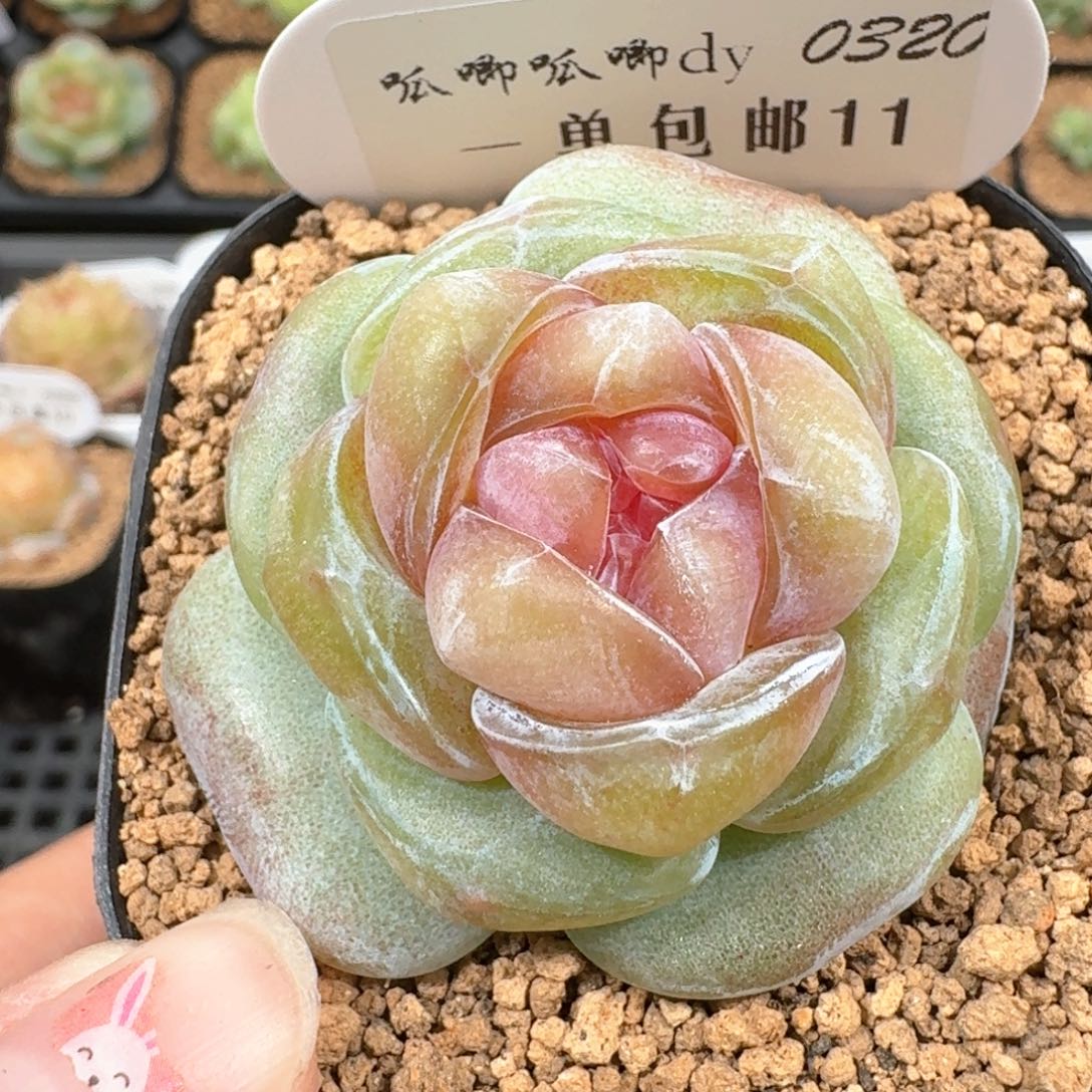 0320-011-果汁软糖