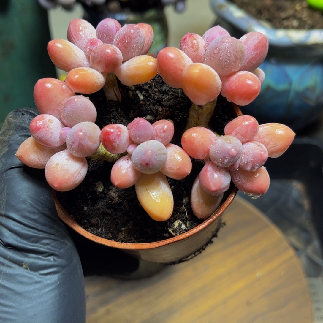 752黄金香水手指奶酪9厘米多肉