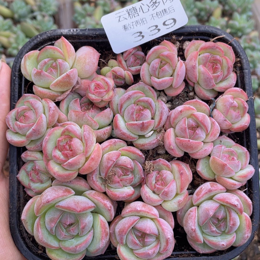 云糖心多肉植物339