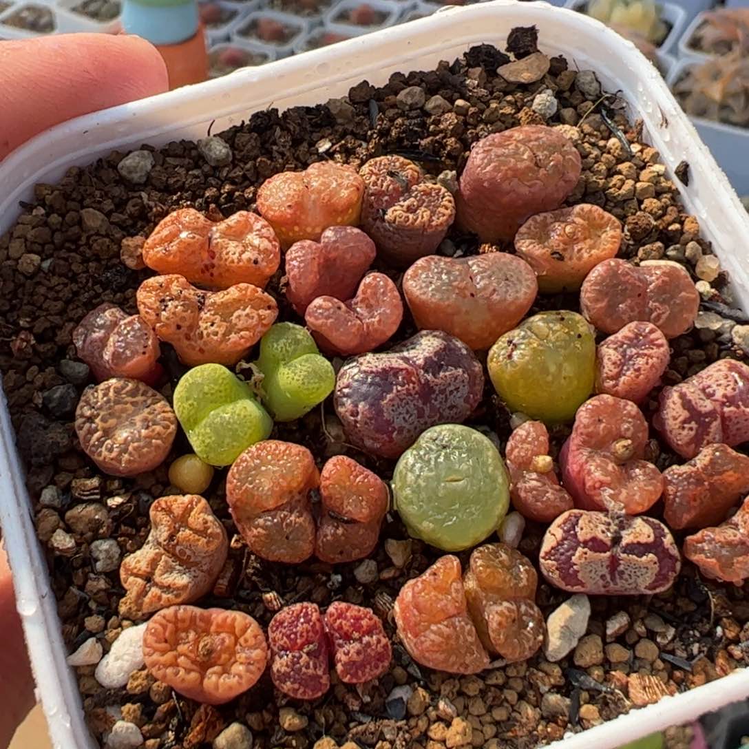 556多肉植物百科