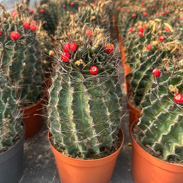 超大号龙王 仙人球夏型种绿植盆栽桌面阳台