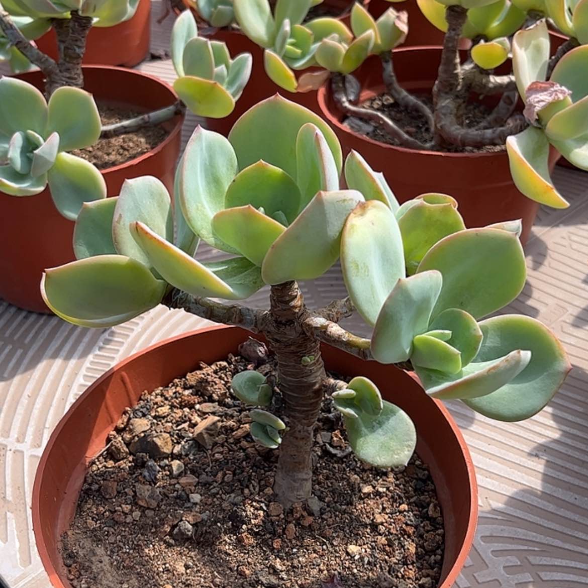 【闪购商品】无花朵莲*