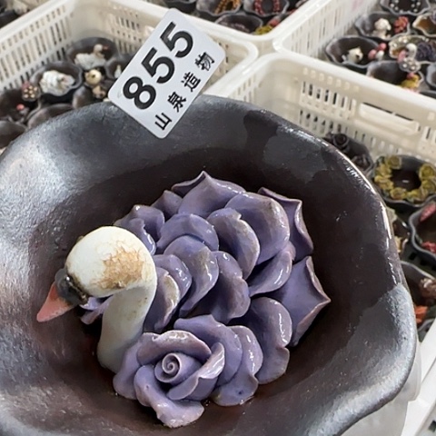 瓷片柴烧柴烧柴烧855