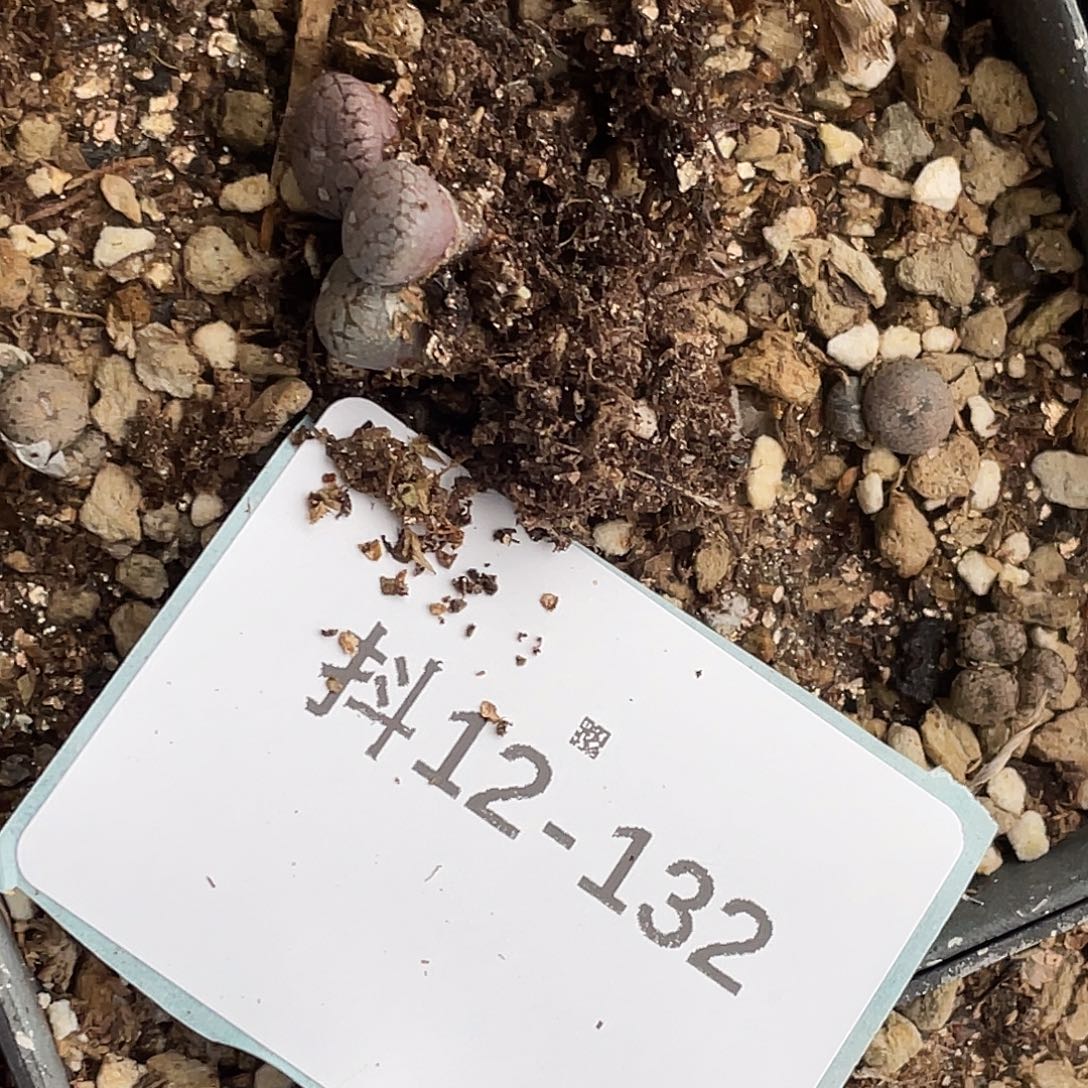 A***i12-132肉锥多肉植物