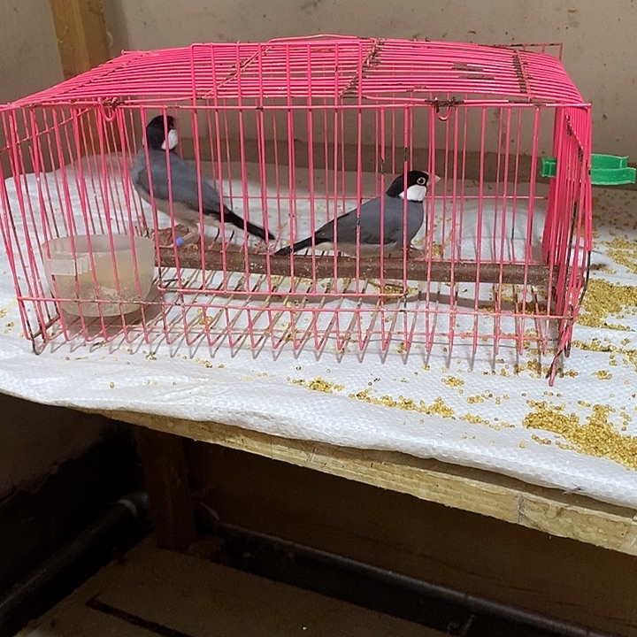 文鸟用****7验卡灰文一对，包活到家