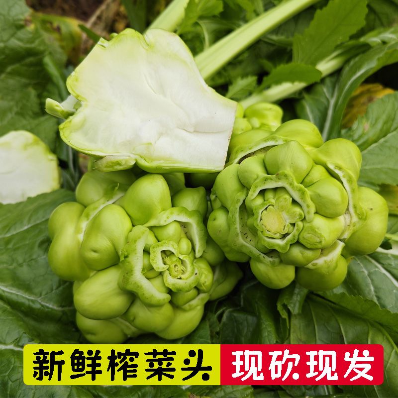 四川榨菜头新鲜现挖羊角菜涪陵榨菜特产大头菜农家青菜头咸菜泡菜