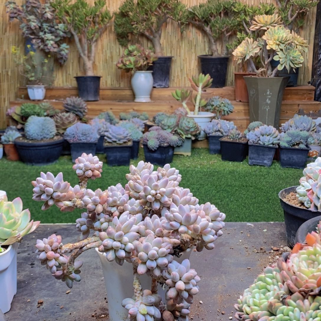 天****康C69号婴儿手指多肉