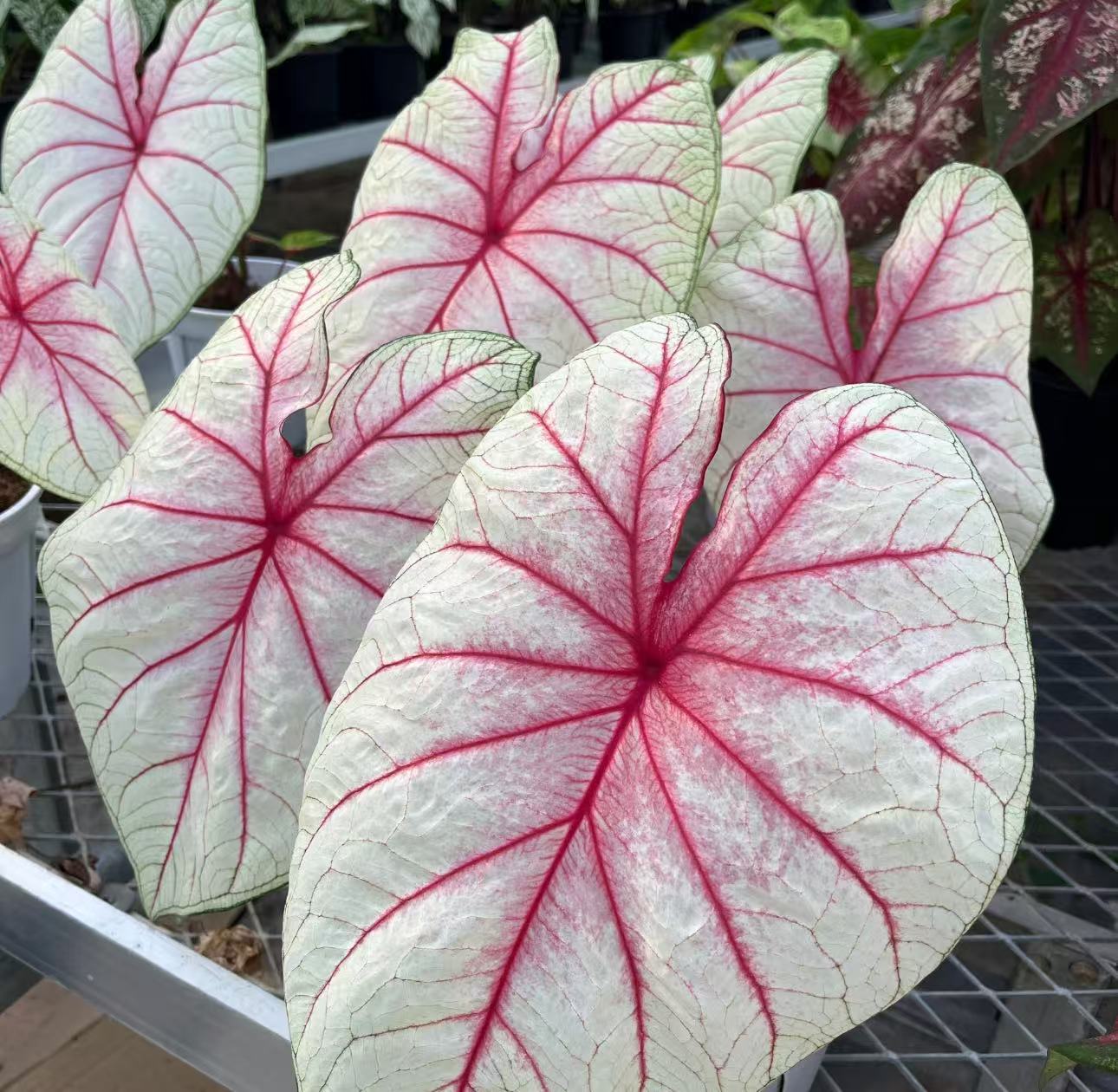 【李先生】（夏日微风 进口  彩叶芋）好様观叶植物 直播间为准