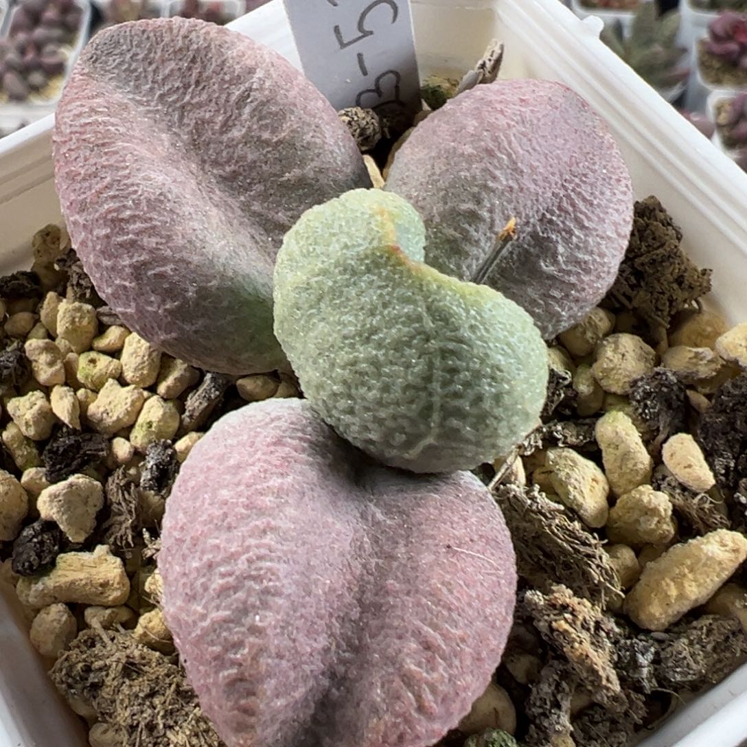 实生023-531粉色桃子型