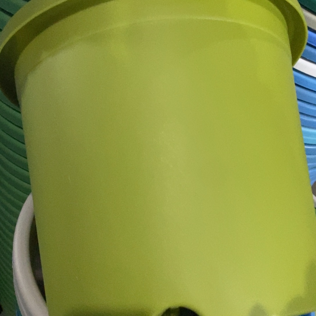 树脂四季5号果绿无拖6个微霞