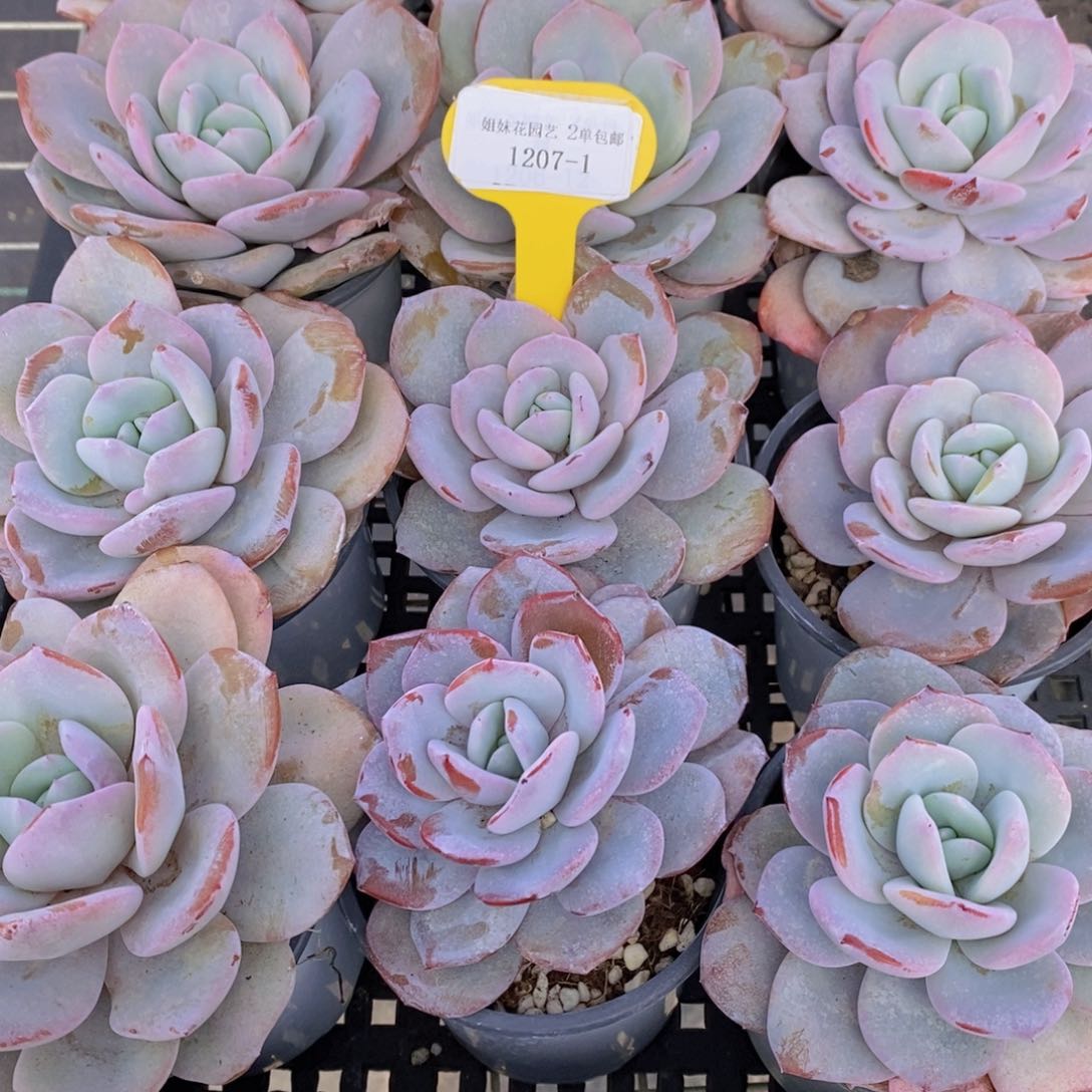 1207-01-精品韩版母本老桩奶茶单头一个