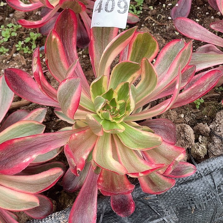 多肉法师多肉409