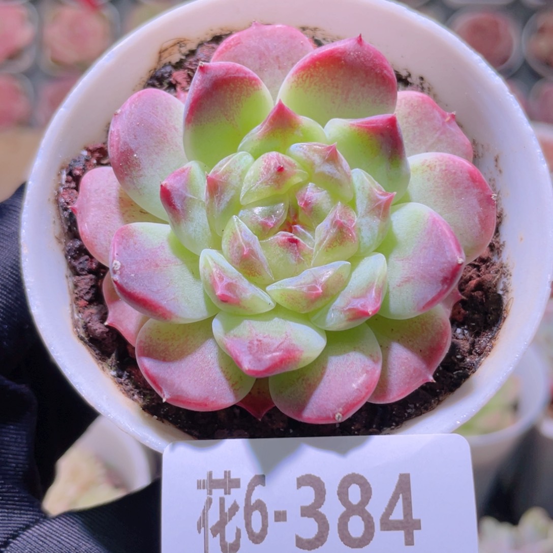 花利美6-384秘境冰魄