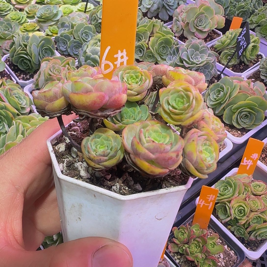 奥尔小老桩 非偏远包邮玻璃心慎拍