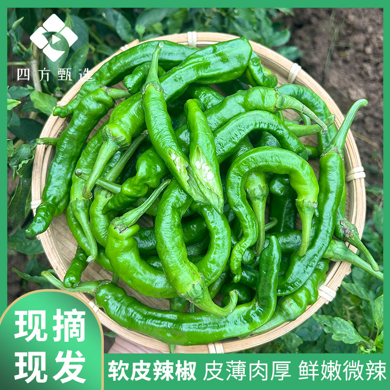 【南县老味道】湖南软皮辣椒新鲜现摘先发微辣本地老品种辣椒